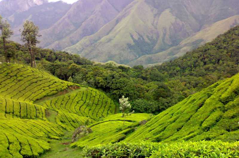 Tea Gardens