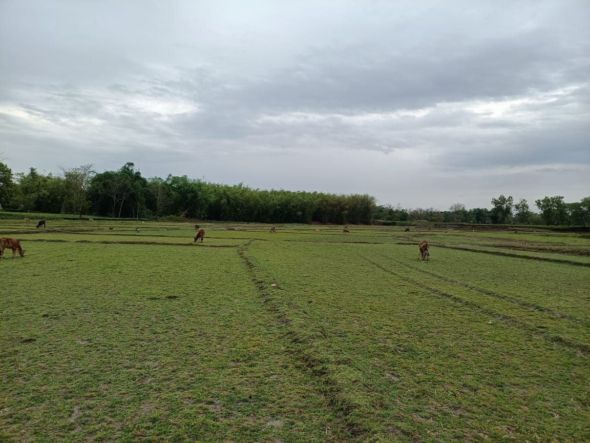 40 Bigha Land for sale in Tar banda, Bagdogra