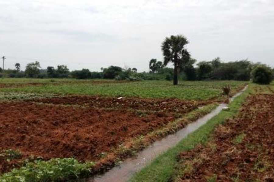 2 Bigha Land for lease near Champasari