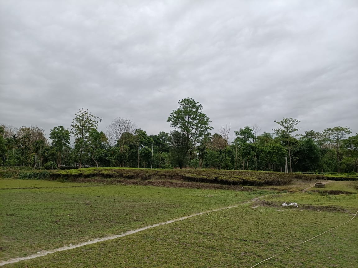 35 bigha land for sale in talma bazar .rajganj